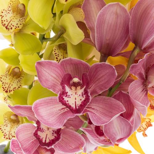Cymbidium mix Koningshof 50cm 6+Blüte