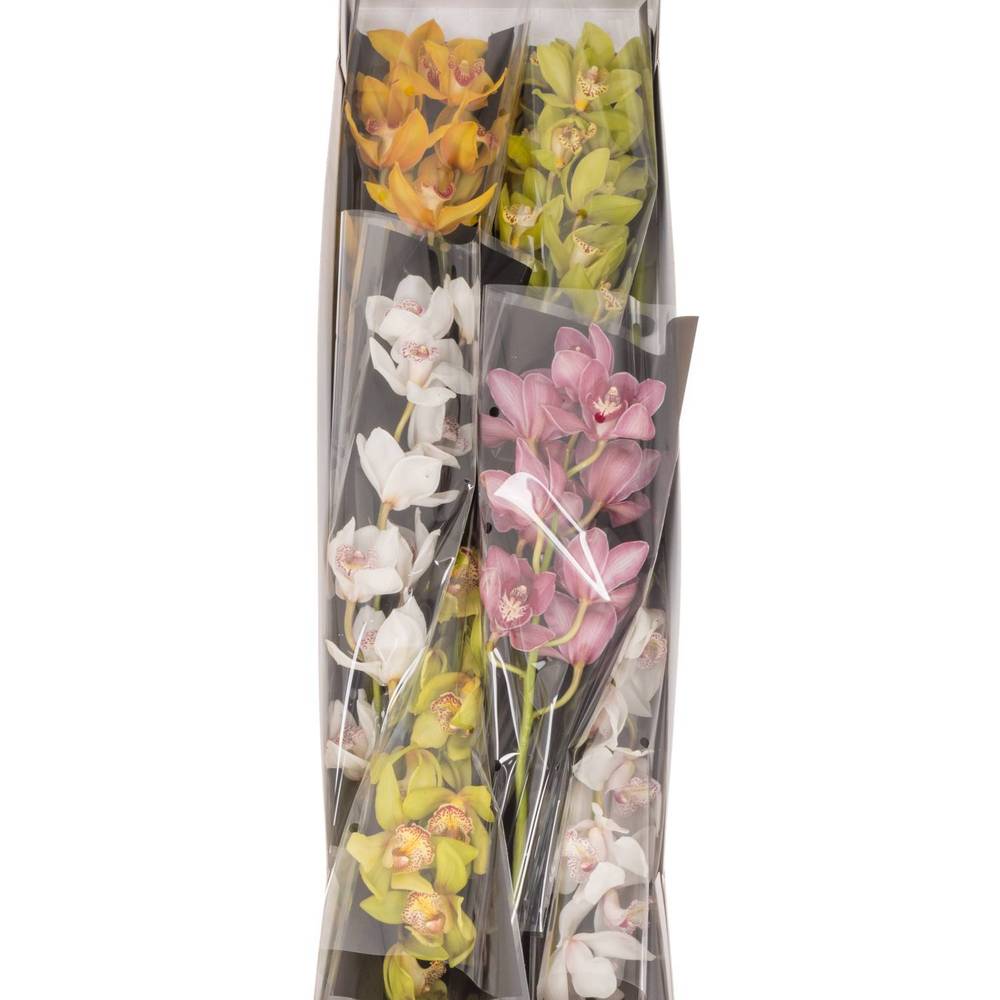 Cymbidium mix Koningshof 50cm 6+Blüte