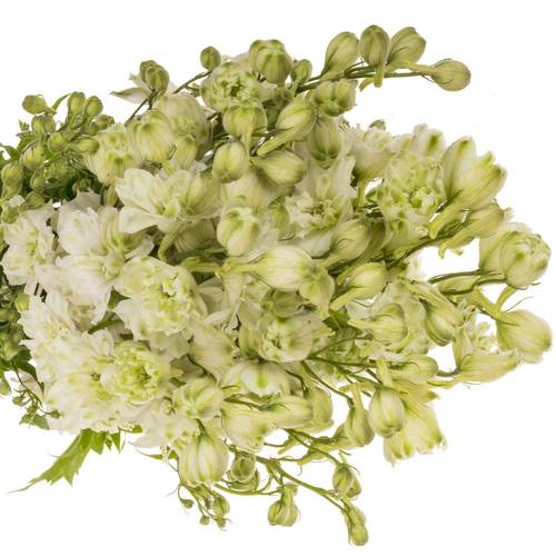 Delphinium weiss alaska 60cm