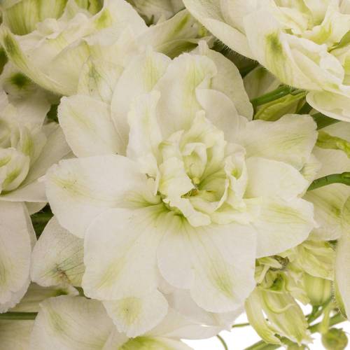 Delphinium weiss alaska 60cm