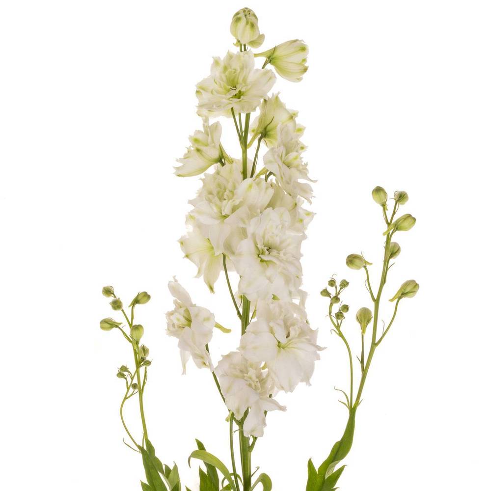Delphinium weiss alaska 60cm