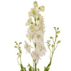Delphinium weiss alaska 60cm