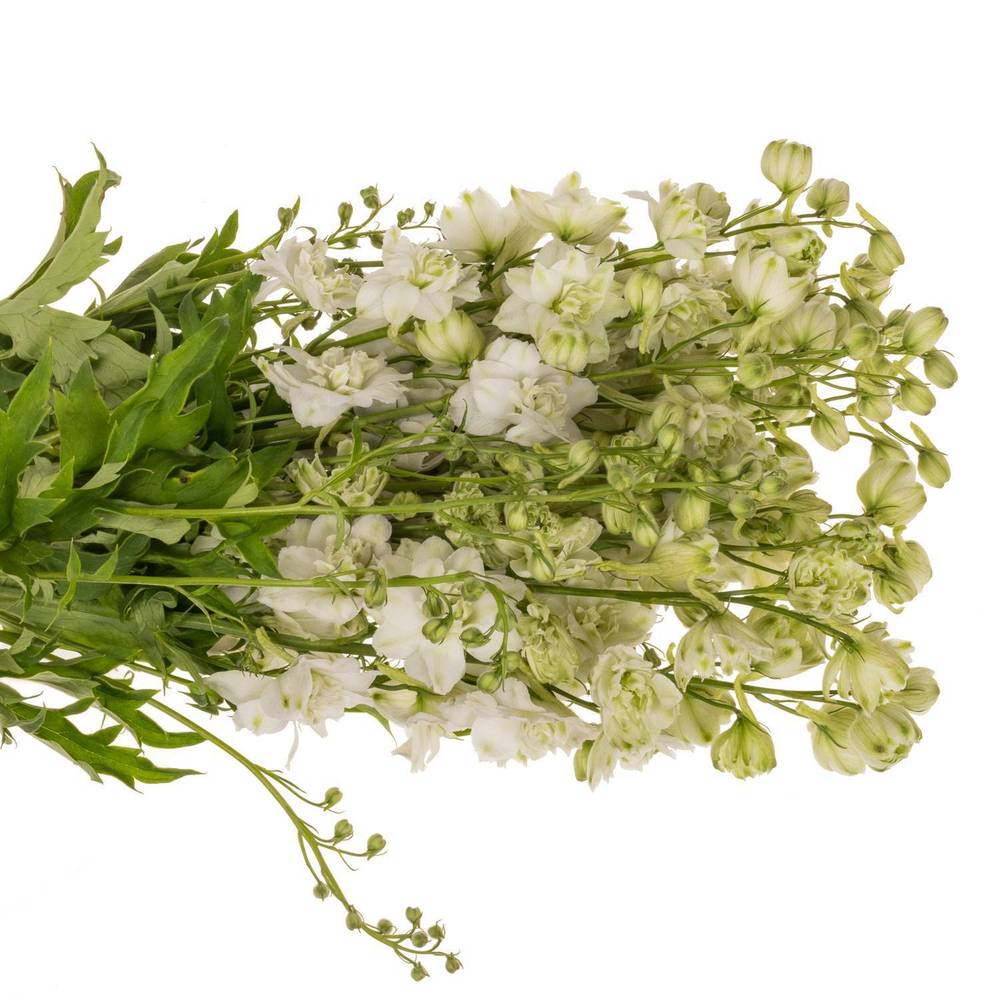 Delphinium weiss alaska 60cm