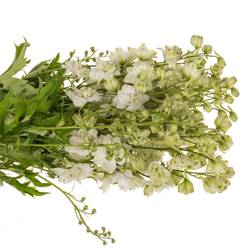 Delphinium weiss alaska 60cm