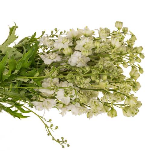 Delphinium weiss alaska 60cm