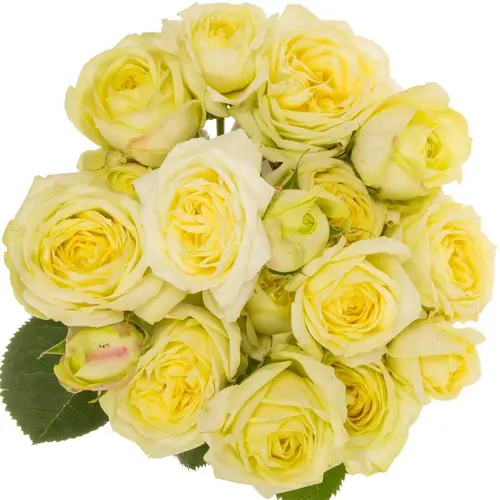 Rose verzweigt hell gelb Lemon Trendsette 5+Blüte 60cm