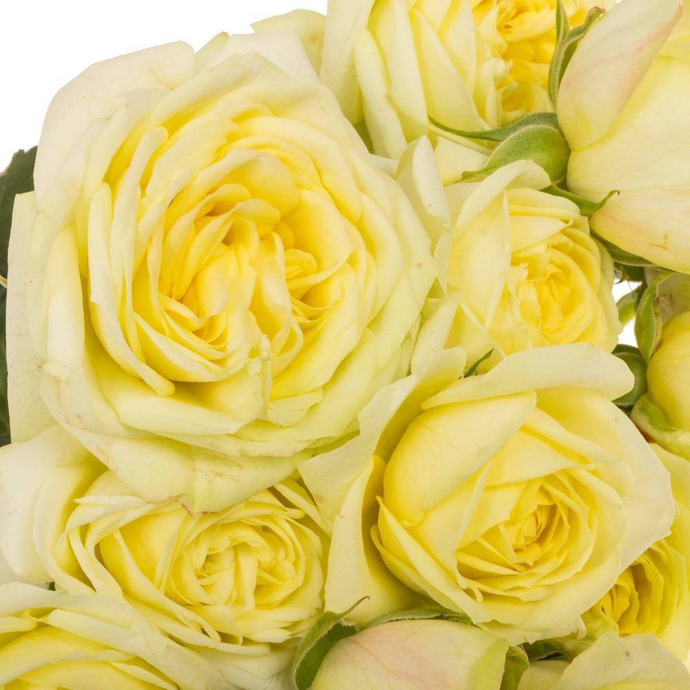 Rose verzweigt hell gelb Lemon Trendsette 5+Blüte 60cm
