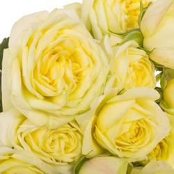 Rose verzweigt hell gelb Lemon Trendsette 5+Blüte 60cm