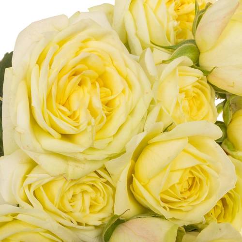 Rose verzweigt hell gelb Lemon Trendsette 5+Blüte 60cm