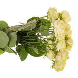 Rose verzweigt hell gelb Lemon Trendsette 5+Blüte 60cm