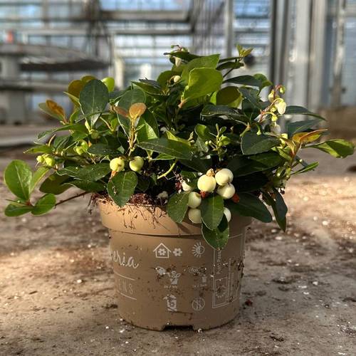 Gaultheria weiss T12 H20