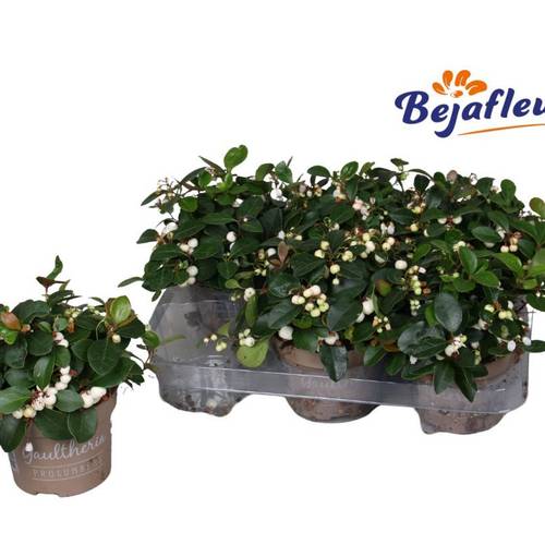 Gaultheria weiss T12 H20