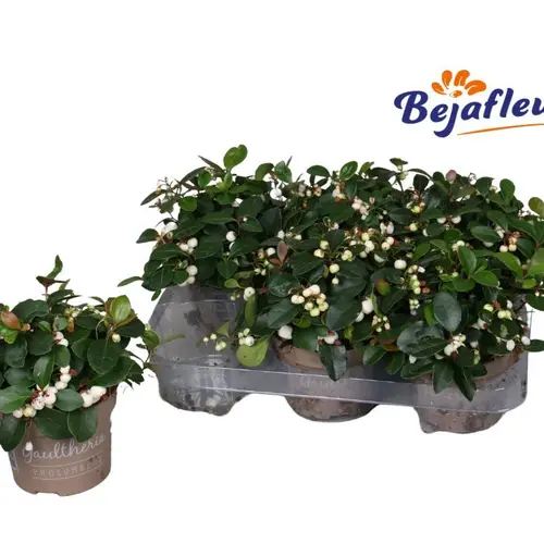 Gaultheria weiss T12 H20