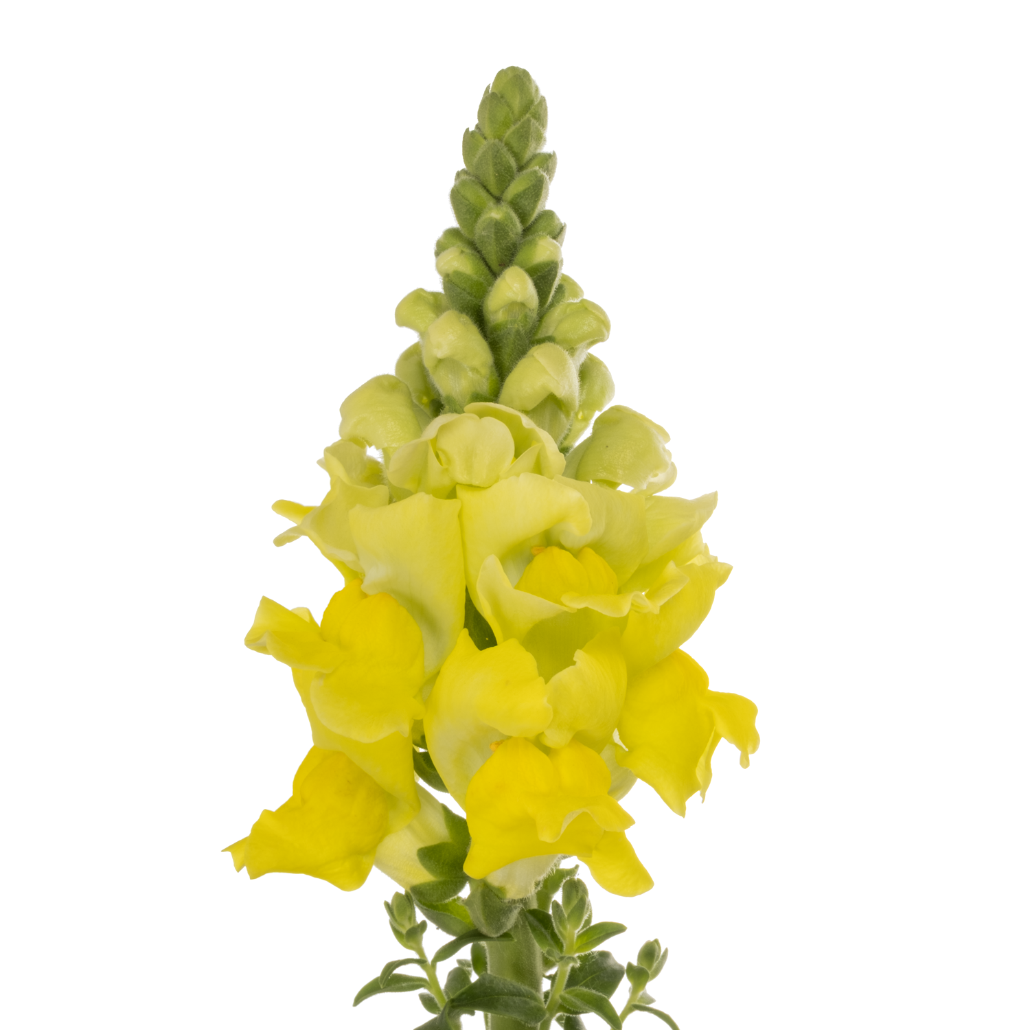 Löwenmaul gelb Legend 80cm