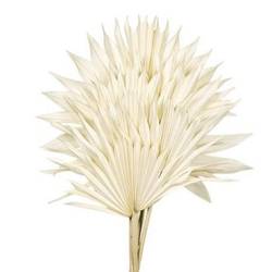 Trocken Palm Sun weiss gebleicht L50cm x6