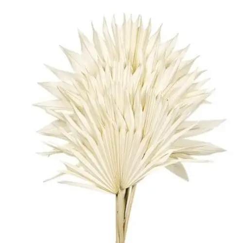 Trocken Palm Sun weiss gebleicht L50cm x6