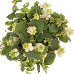 Schneebeere weiss Avalanche 80cm