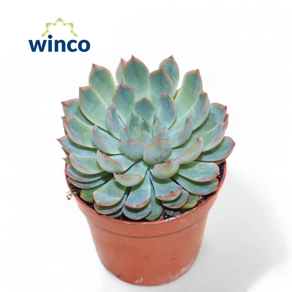 Echeveria Apus T08,5 H010