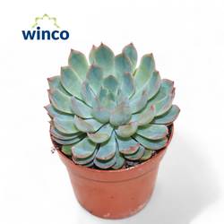 Echeveria Apus T08,5 H010