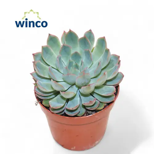 Echeveria Apus T08,5 H010