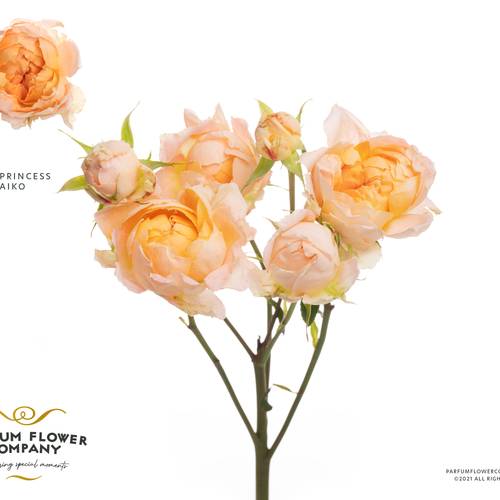 Rose verzweigt apricot Pincess Aiko 50cm