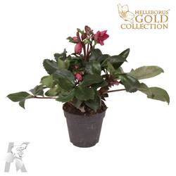 Helleb.rot Ice N Roses Early T15 H50