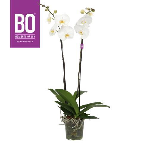 Phal.2-R weiss Fortuno T17 H110
