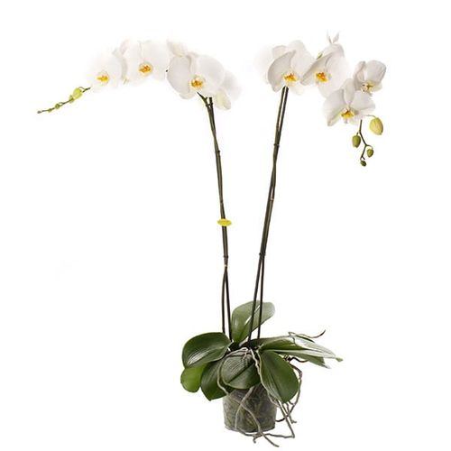 Phal.2-R weiss Fortuno T17 H100