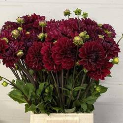 Dahlie dunkel rot Baccara 50cm