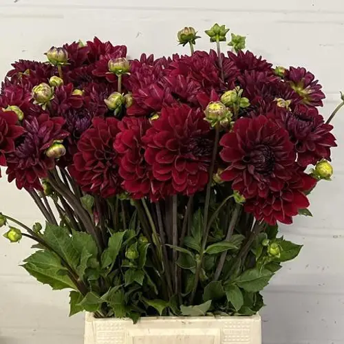 Dahlie dunkel rot Baccara 50cm