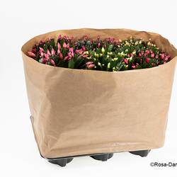 Schlumbergera mix T14 H030