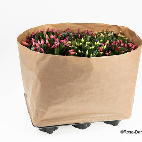 Schlumbergera mix T14 H030