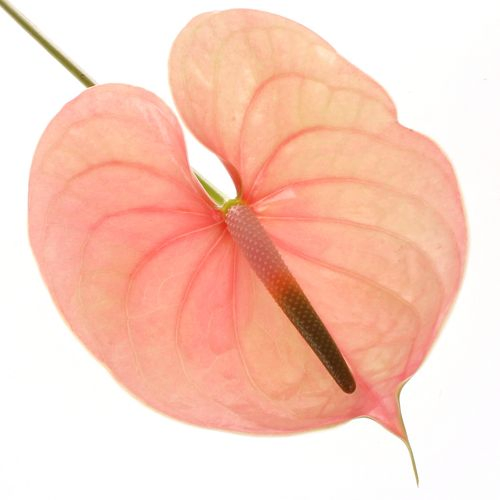 Anthurium rosa Nunzia Blüte 13cm