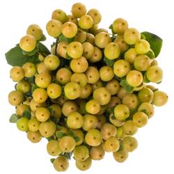 Hypericum apricot Coco Gelato 70cm