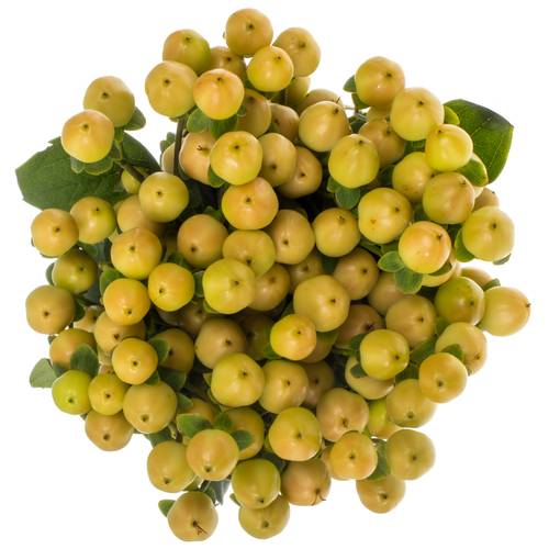 Hypericum apricot Coco Gelato 70cm