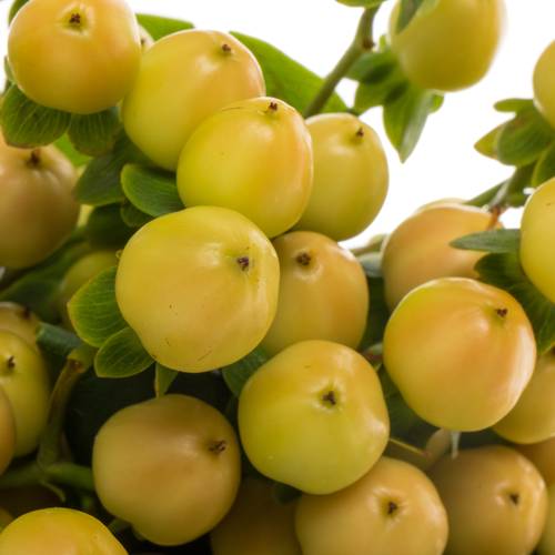 Hypericum apricot Coco Gelato 70cm