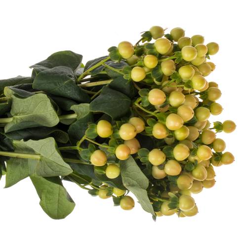 Hypericum apricot Coco Gelato 70cm