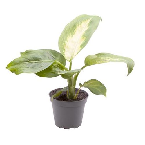 Dieffenb.Maculata Camilla T6 H15