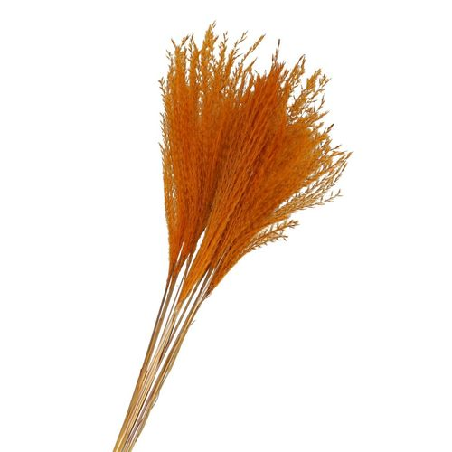 Trocken Silvergrass orange L75cm x10