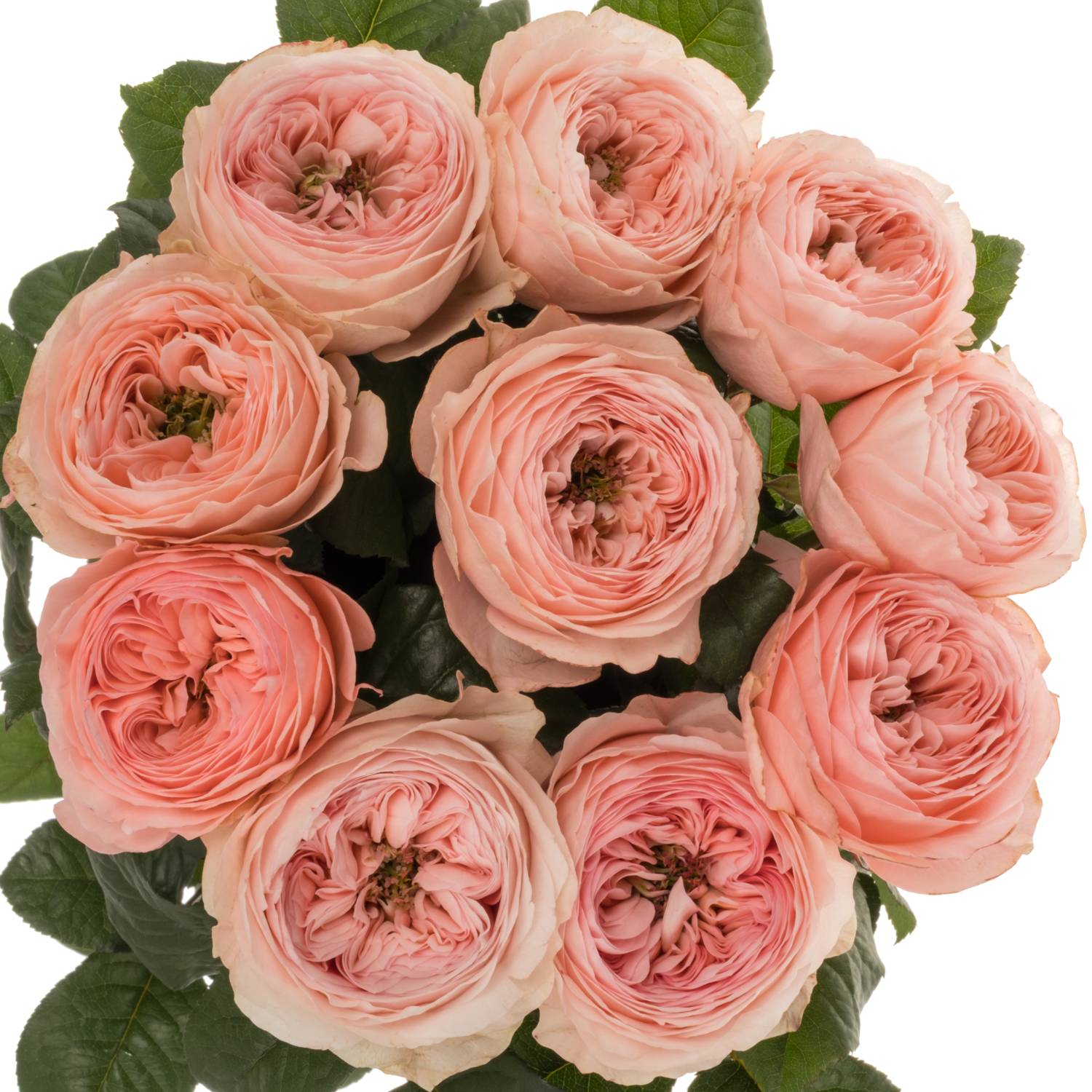Rose rosa Troubadour gefüllt 40cm