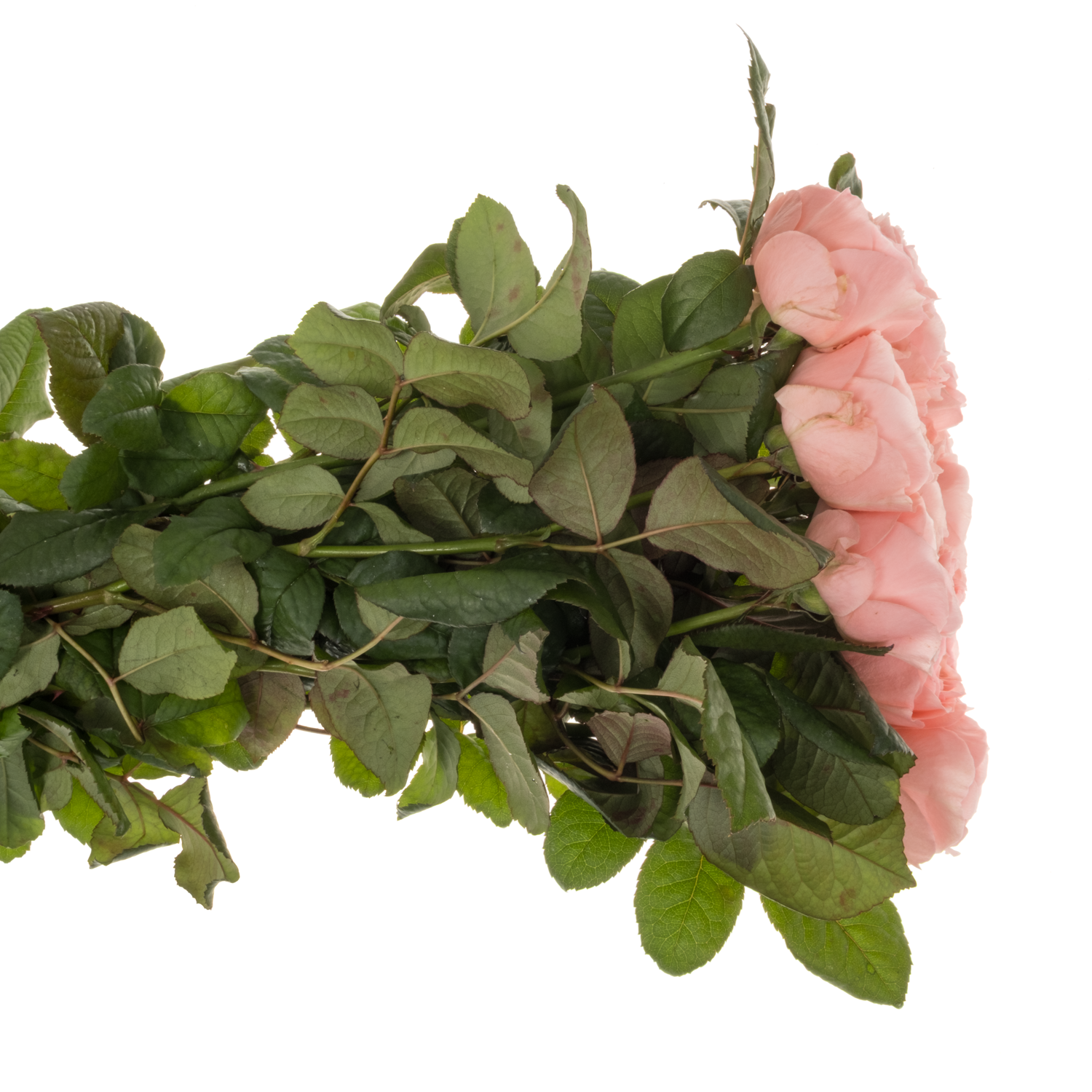 Rose rosa Troubadour gefüllt 40cm