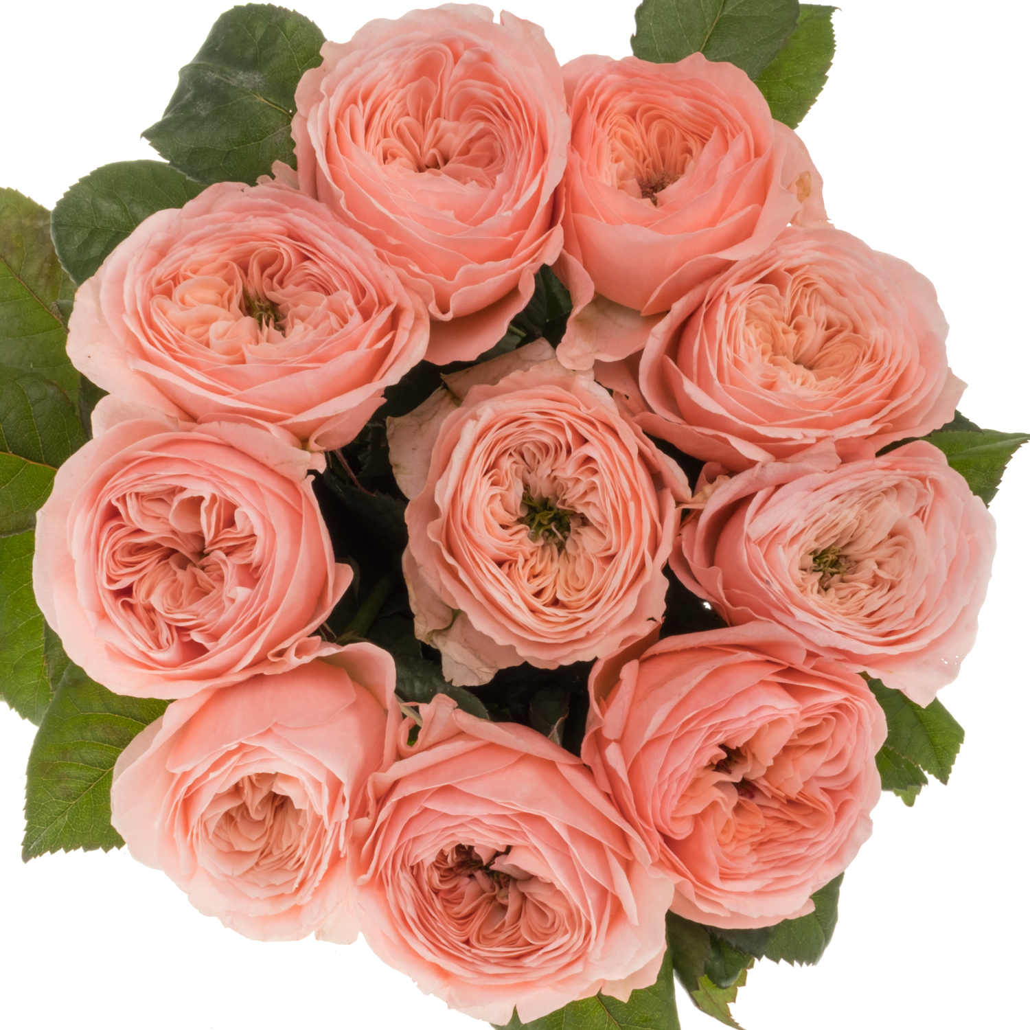 Rose rosa Troubadour gefüllt 40cm
