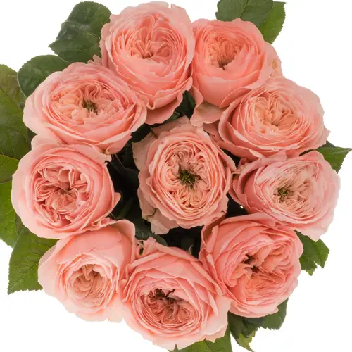 Rose rosa Troubadour gefüllt 40cm