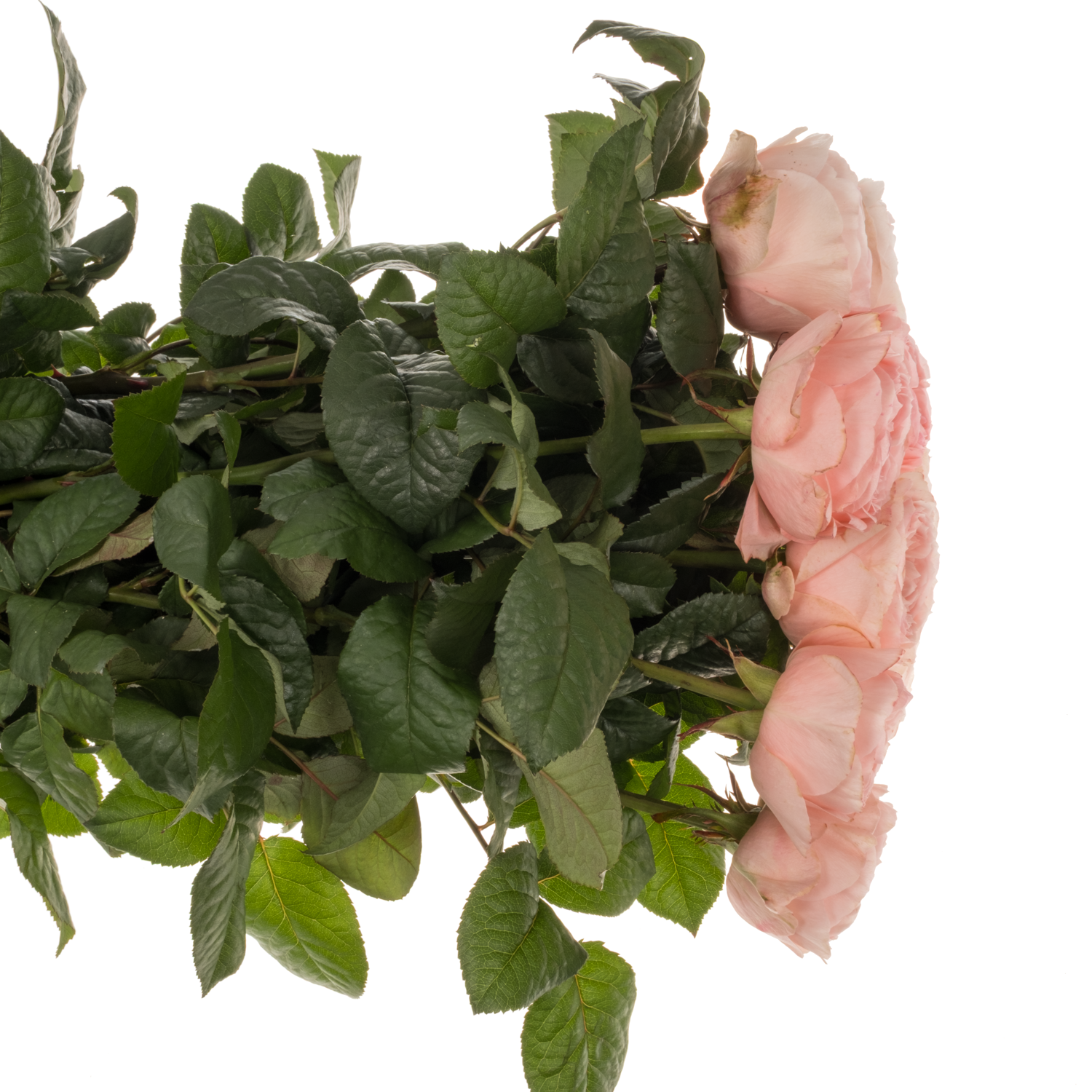 Rose rosa Troubadour gefüllt 40cm