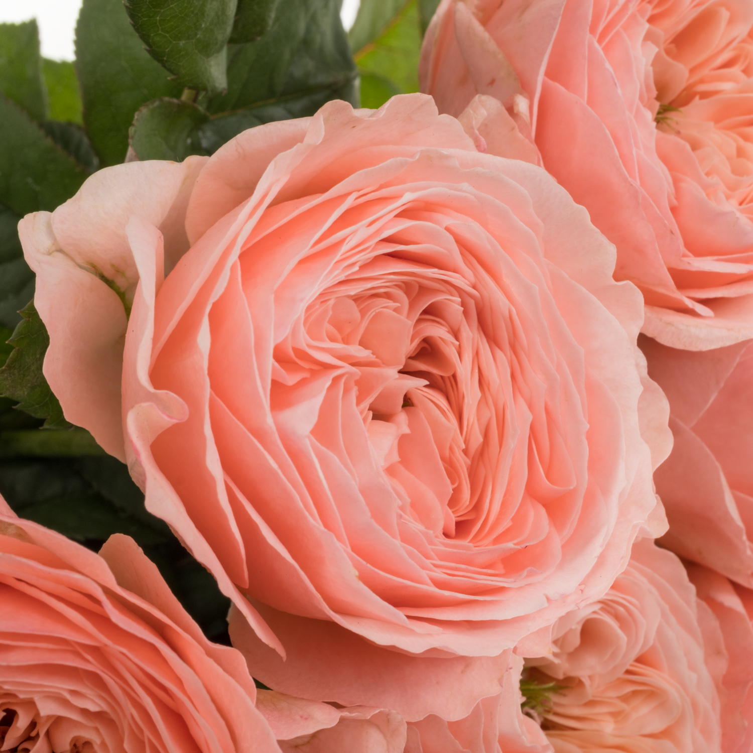 Rose rosa Troubadour gefüllt 40cm