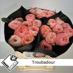 Rose rosa Troubadour 40cm