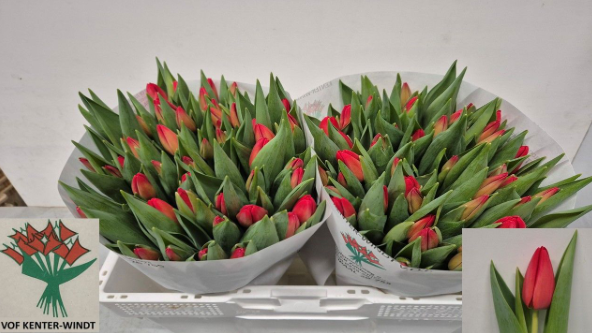 Tulpe rot Spot On 36 Gramm