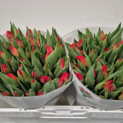 Tulpe rot Spot On 36 Gramm