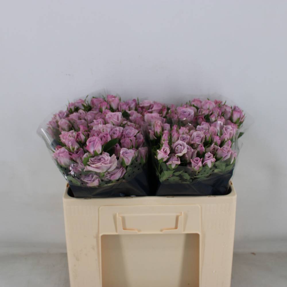 Rose verzweigt milka Nandi 5+Blüte 50cm