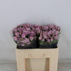 Rose verzweigt milka Nandi 5+Blüte 50cm